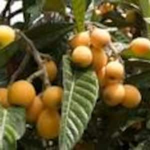 May include: Close-up of a branch of a loquat tree with ripe, yellow fruit. The fruit is clustered together on the branch, with some leaves visible.