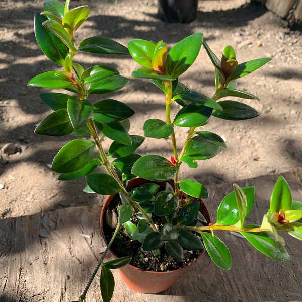 Goldfish plant (columnea gloriosa), 1 live plant, 3" pot