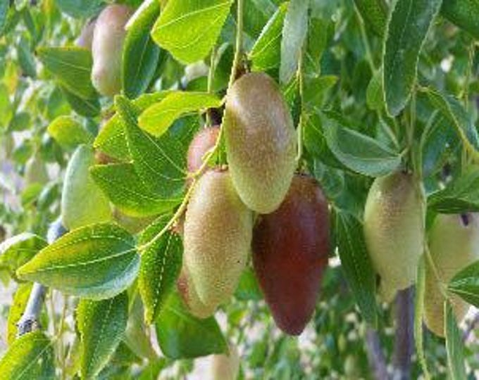 Jujube ga866 -  4 feet tall - grafted tree - bigger trunk - ship in 3gal pot