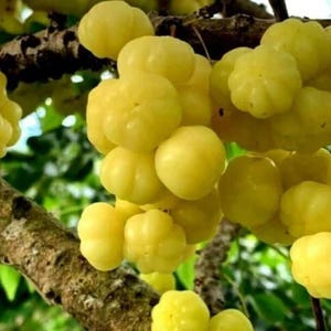Tropical gooseberry - chùm ruột - 2 to 3 feet tall - ship in 3gal pot