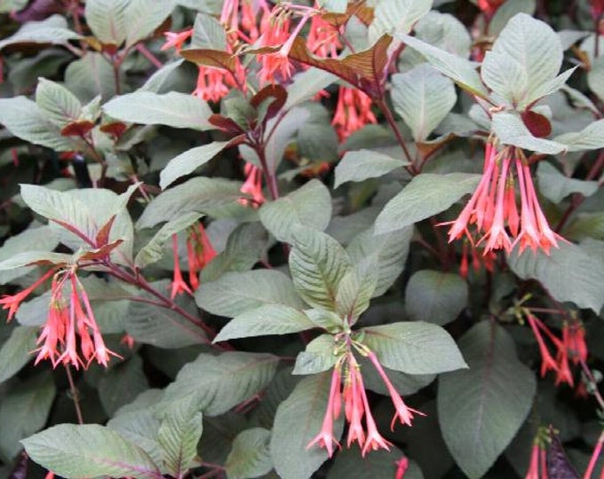 Gartenmeister Fuchsia  - 1 Plants  - 1  feet Long  - Ship in 6" Pot