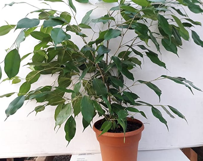 Weeping Fig - 1 Plants -  1 Feet Tall - Ship in 6" Pot