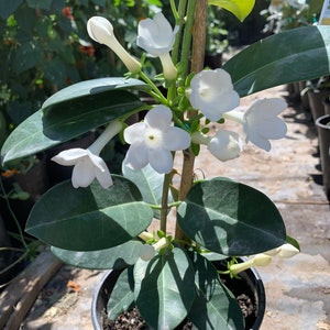 Madagascar jasmine (stephanotis floribunda) 1 live plant  - 1 Feet Tall - ship in 6" pot