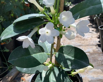 Madagascar jasmine (stephanotis floribunda) 1 live plant  - 1 Feet Tall - ship in 6" pot