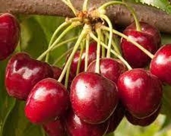 Cherry 'Royal Crimson'  -  3 to 4  Feet Tall - Grafted Tree - Bigger Trunk - Ship in 3Gal pot