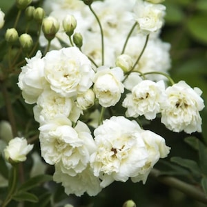 White lady banks climbing rose - 3 tp 4 Feet Tall - Ship in 3Gal Pot