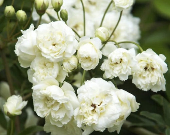 White lady banks climbing rose