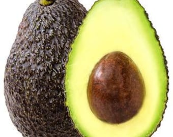 Hass Avocado Grafted Tree -  2 to 3  Feet Tall - Ship in 3gal  Pot