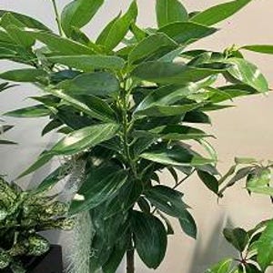 Cinnamon Tree - 1 feet tall - ship in 6" pot