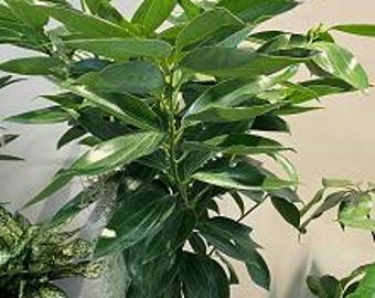 Cinnamon Tree - 1 feet tall - ship in 6" pot - Canela Cinnamon