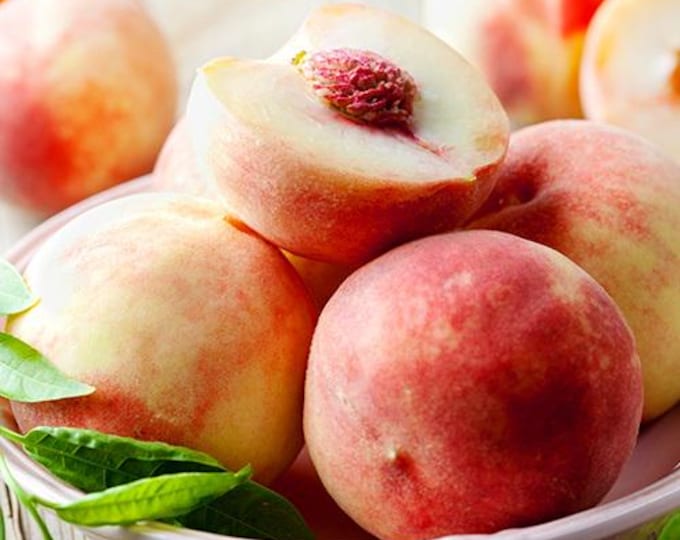Peach Babcock -2 to 3  feet tall - ship in 1Gal pot