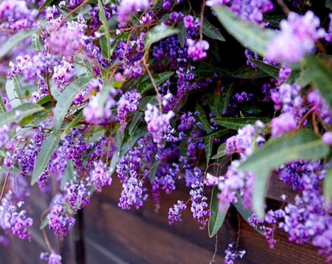 Hardenbergia violacea ‘Happy Wander’ - 2    to 3 Feet Tall - Ship in 3Gal Pot