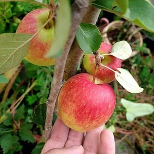 Anna Apple - Low Chill -3 to 4  Feet Tall - Ship in 3Gal Pot