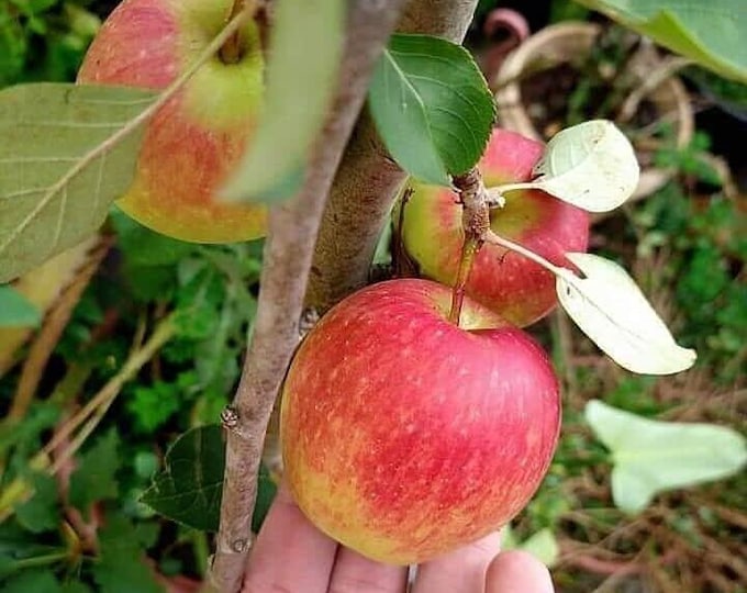 Anna Apple - Low Chill -3 to 4  Feet Tall - Ship in 3Gal Pot