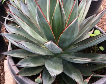 Agave 'Blue Glow' - 4" to 6" Tall - Ship in 6" Pot