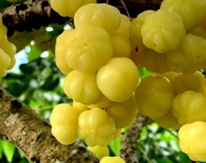 Tropical Gooseberry - Chùm ruột -  Amla Berry (Indian Gooseberry) - 2 to 3 Feet Tall - Ship in 3Gal Pot