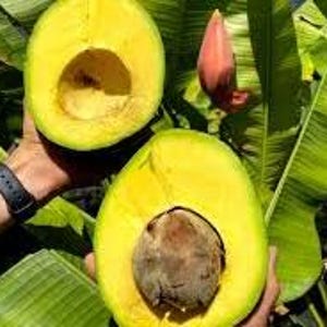 Marcus Pumpkin avocado tree- 3 to 4  feet tall - grafted tree - ship in 3Gal Pot