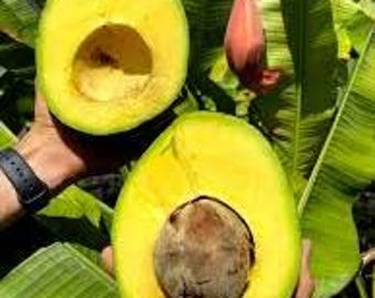 Marcus Pumpkin avocado tree- 1 to 2  feet tall - grafted tree
