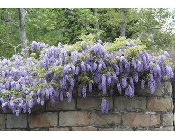 Chinese Wisteria - Wisteria sinensis -  2 Feet Tall - Ship in 1 Gal Pot