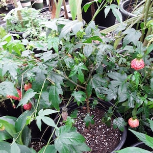 May include: A potted plant with green leaves and pink flowers. The plant is in a black pot and is surrounded by other plants.