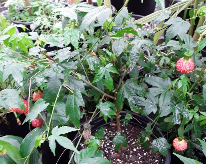 Abutilon 'tiger eye'  - tiger eye flowering maple - 1 plants  -  2 to 3  feet long  - ship in 3 gal pot