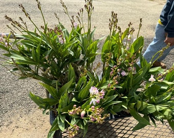 Fragrant Autralia Orchid  Plants - 1 Feet tall -blooming - white - Ship in 4" Pot