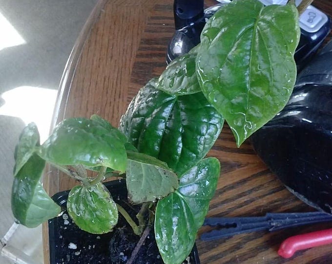 Betel Vine - PAAN Chewing Vine - 8" to 1 Feet Long - Ship in 6" Pot