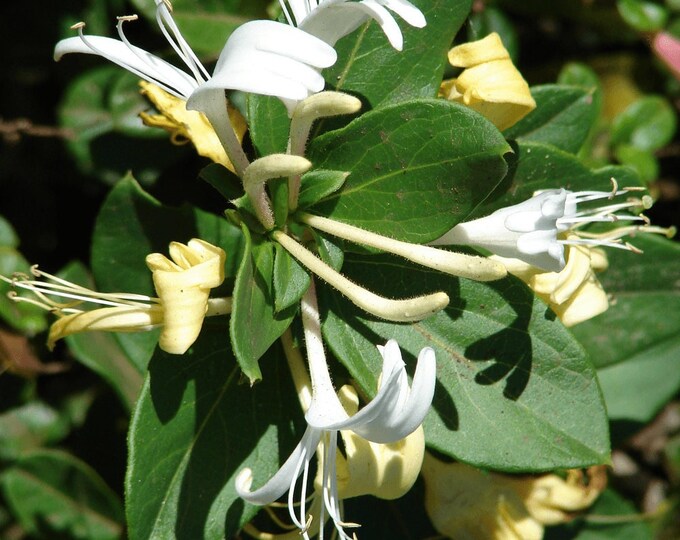 Lonicera japonica ‘halliana’ honeysuckle 1-2 feet tall 6” pot