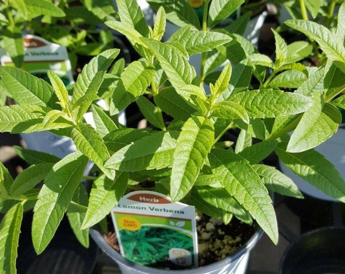 Lemon Verbena -Aloysia triphylla -1 Plants- Ship in 3" Pot