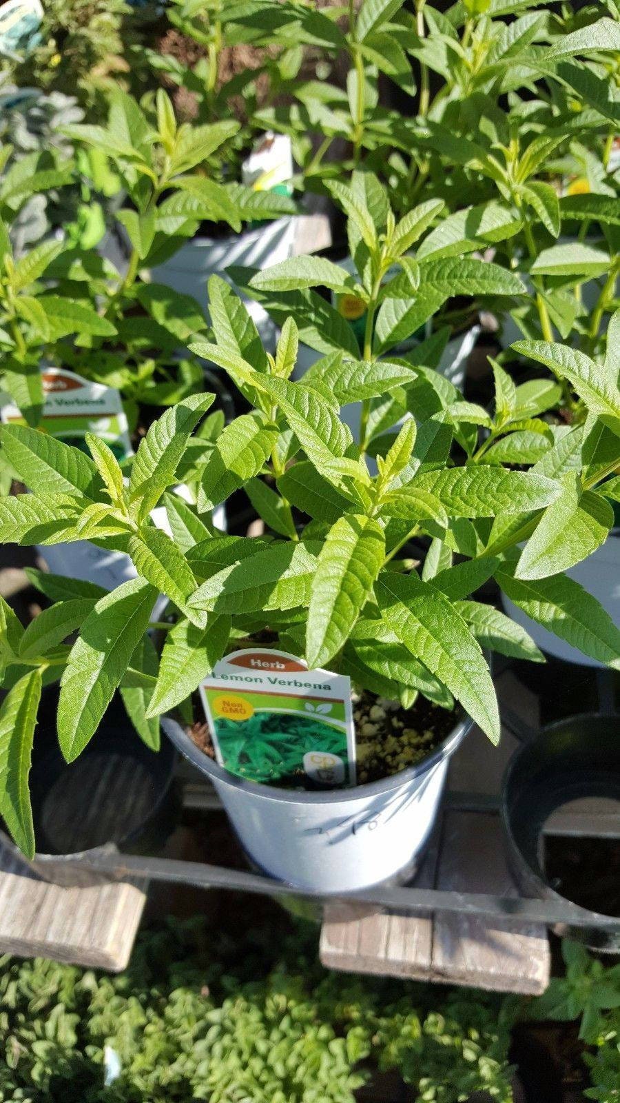 Organic Aloysia triphylla Lemon Verbena Plants from Mountain Valley Growers