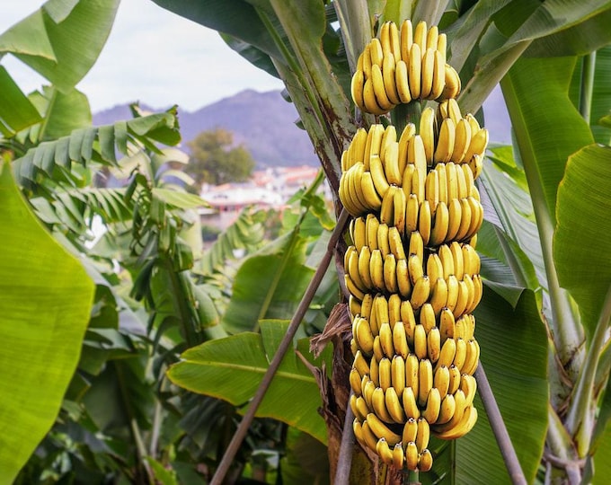 Cavendish banana (musa acuminata ‘dwarf cavendish’) - 1 plants - 2 feet fall -  ship in 3 gal pot
