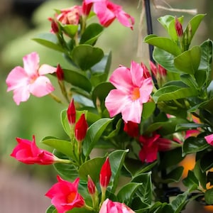 Pink mandevilla -live plant in 1gal pot