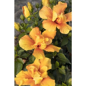 Hibiscus ‘crown of bohemia’ live plant