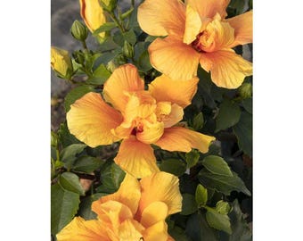 Plante vivante d'hibiscus « couronne de bohème »