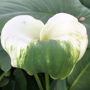 May include: Close-up of a white calla lily flower with a green base and green streaks. The flower is in full bloom, with its petals curving inward. The background features large green leaves.