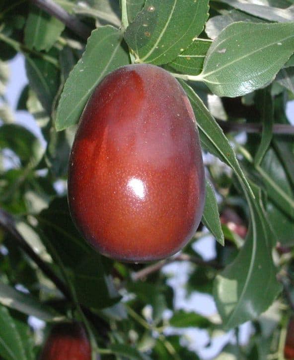 Jujube lang tree- 3 feet tall - grafted tree - ship in 3gal pot