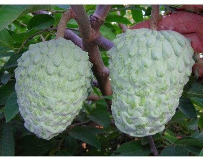 Fruit tree - atemoya  AP2 fruit tree - grafted tree -  2 to 3  feet tall - ship in 3 gal pot