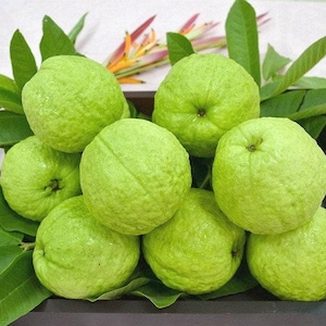 May include: A close-up of a group of green guavas arranged in a wooden tray with green leaves. The guavas are smooth and have a slightly bumpy texture.