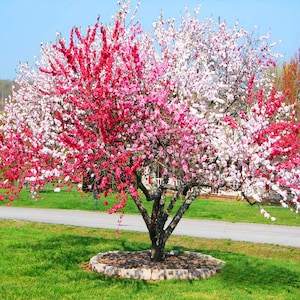 May include: A flowering tree with pink and white blossoms. The tree has a thick trunk and branches that spread out in all directions. The tree is in full bloom and the flowers are a beautiful contrast to the green grass and blue sky.