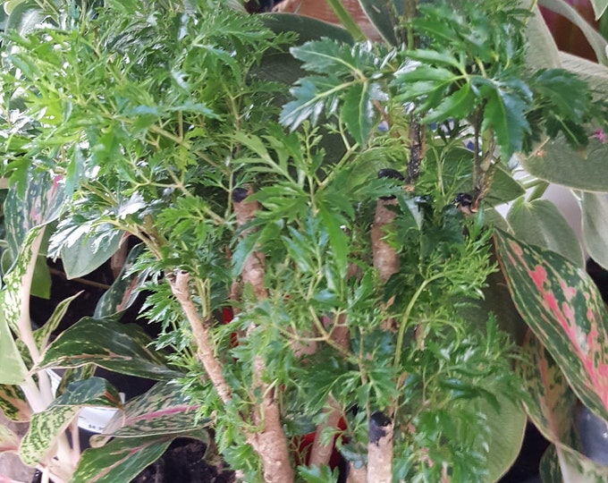 Ming Aralia  - 1 Plant - 1 Feet Tall -   Great For Bonsai