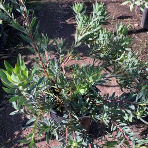 Leucadendron salignum ‘blush’  ship in 6" pot