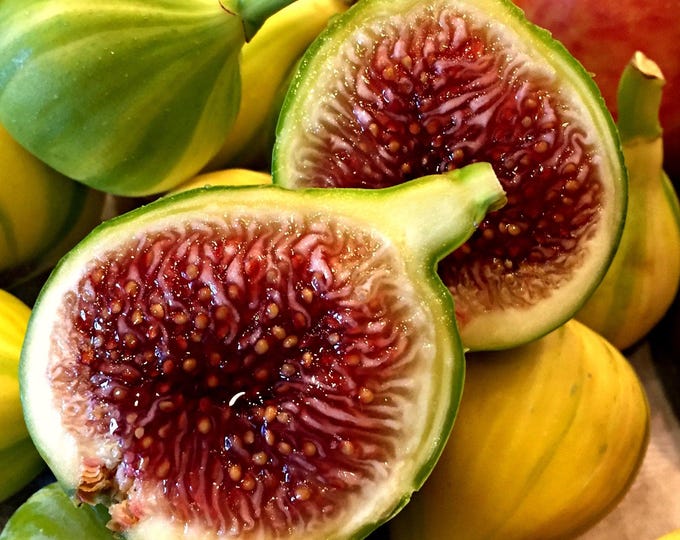 Fig 'panache'  - 1 plants -  2  to 3 feet fall -  ship in 3 gal pot
