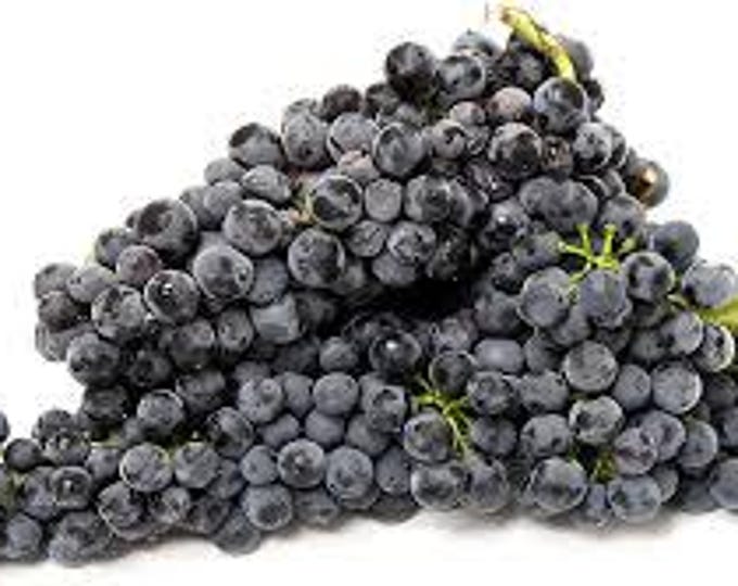 Pinot Noir Seedless Grape -  1 plants - 1 feet fall -  ship in 6" pot