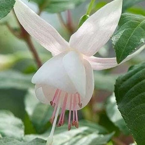 Fuchsia Fuchsita® Polar  - 1 Plants  - 4" Tall - Ship in 3" Pot