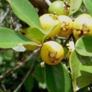 May include: Close-up of a branch with several small, yellow, round fruits. The fruits have a slightly bumpy texture and are clustered together on the branch.