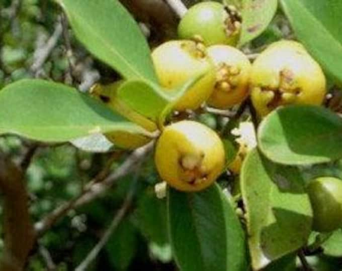 Lemon guava (psidium littorale) - 3 feet tall  - ship in 3 gal pot