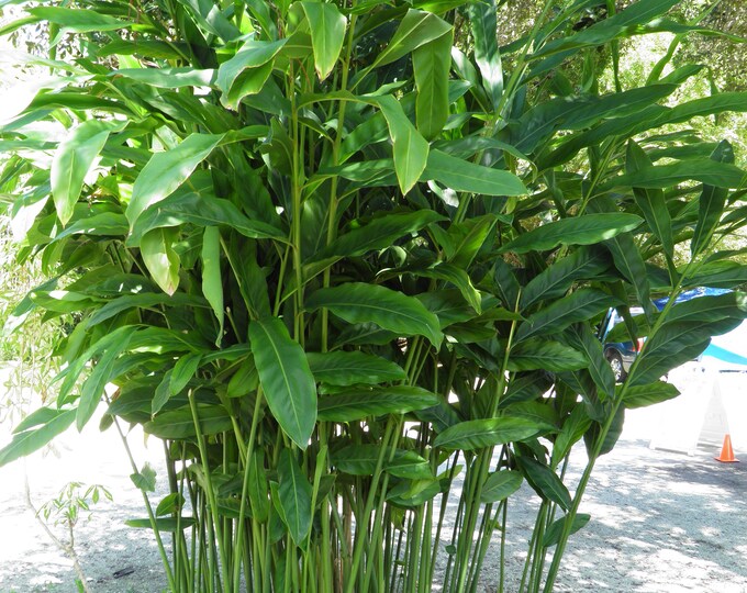 Thai Ginger  (Alpinia galanga)  GALANGAL -  1 Plants - 3 to 4 Trunks - 1 Feet Tall - Ship in 6" Pot