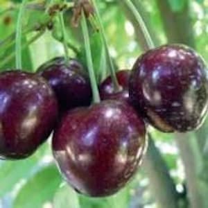 May include: Close-up of a cluster of dark purple cherries hanging from a branch. The cherries are shiny and plump, with a deep red hue.