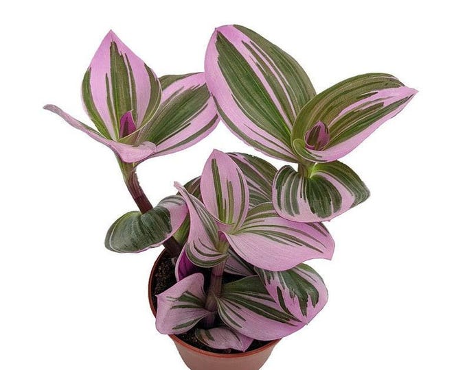 Rare nanouk pink wandering jew -tradescantia  - 6" tall - ship in 3" pot