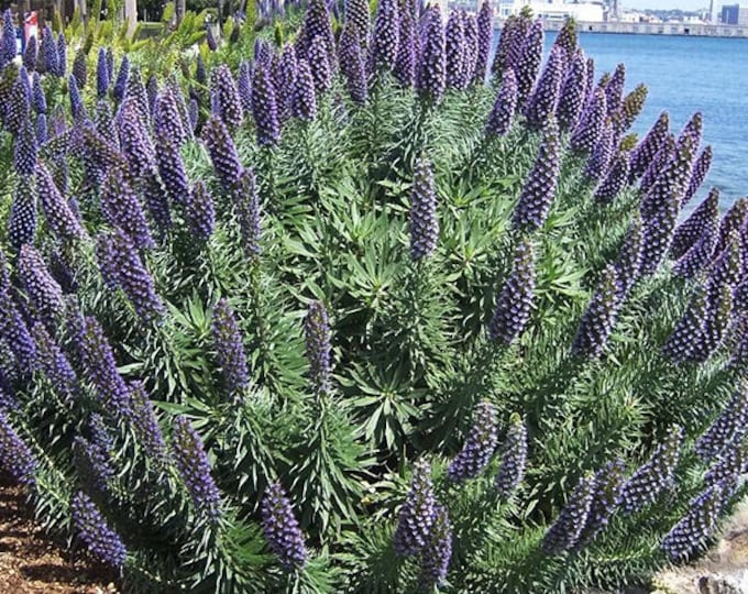 Echium candicans, the pride of Madeira-  1Feet Tall - ship in 6" Pot